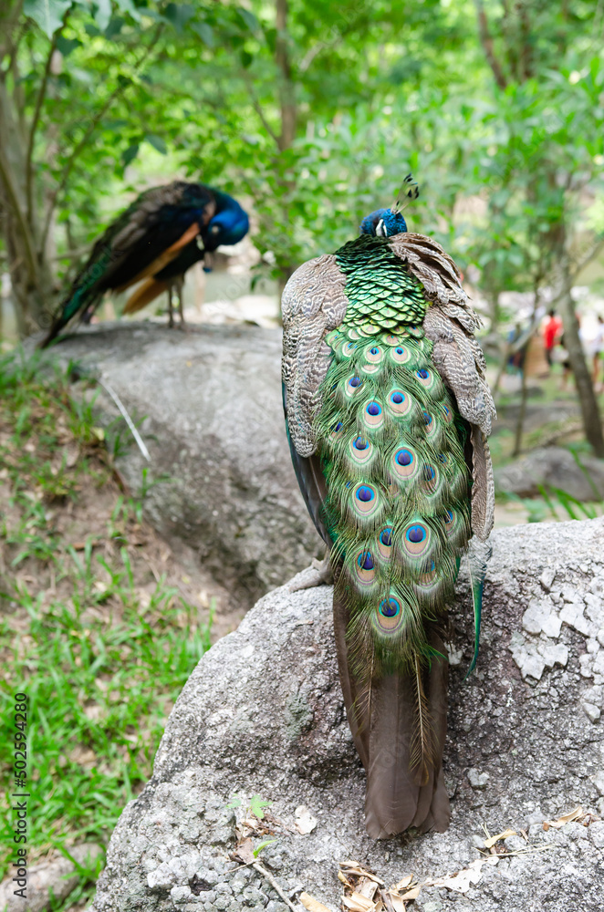Naklejka premium Peacocks live in the natural forest where people come to see their habitat.