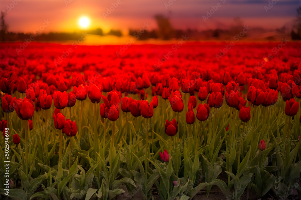 Tulip Flower Field. Close Up Nature Background. Spring Season. Sunset Sky Art Render