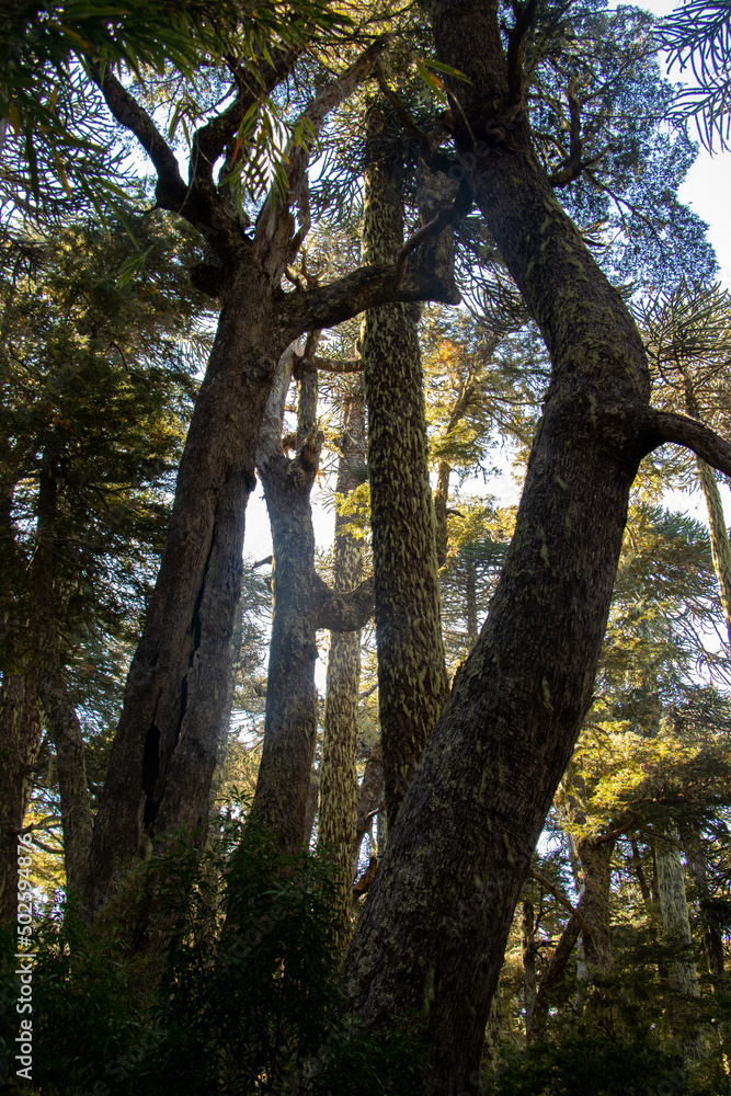 Trees in Nahuelbuta National Park in Araucanía