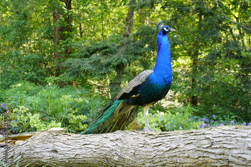 The Indian Peafowl or Blue Peafowl (Pavo cristatus) Phasianidae family. Hanover, Germany