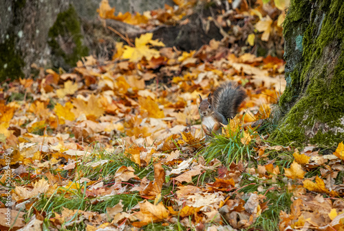 friendly squirrel in the autumn forest looks at the center of the frame © DucksCrasher