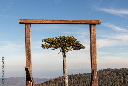 Araucaria framed by a wooden structure, Nahuelbuta National Park in Araucanía photo