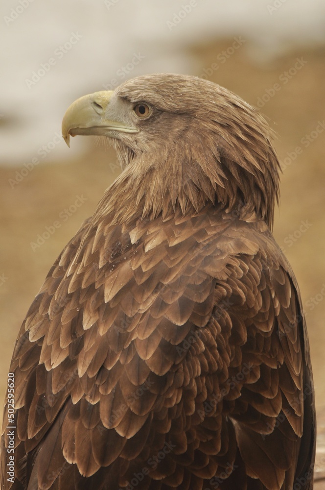 Animals are a traditionally (since the time of Aristotle) distinguished category of organisms, currently considered as a biological kingdom. Animals are a traditionally (since the time of Aristotle) distinguished category of organisms, currently considered as a biological kingdom.