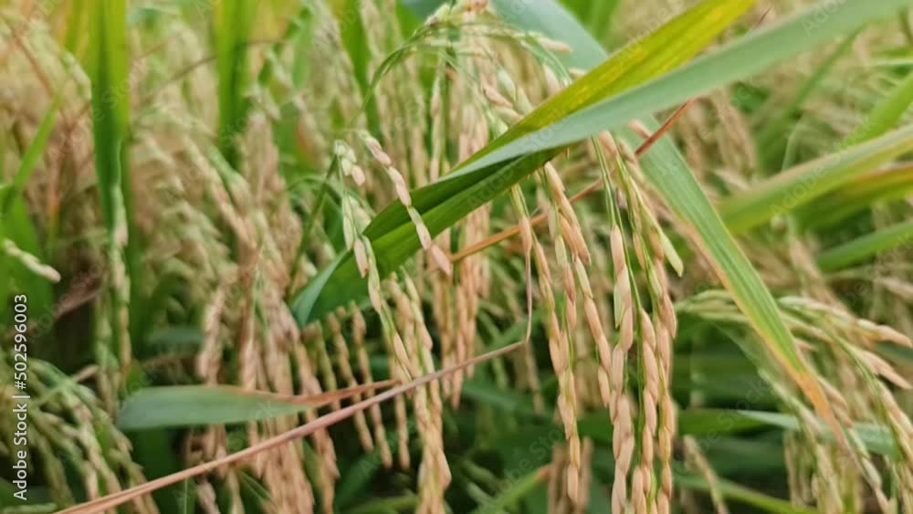 Green rice plant Close up rice field. Organic food from India. Harvesting paddy in rice fields. 4K video. Green rice plant Close up rice field. Organic food from India. Harvesting paddy in rice fields. 4K video.