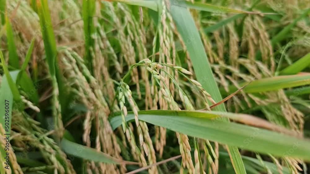 Green rice plant Close up rice field. Organic food from India. Harvesting paddy in rice fields. 4K video. Green rice plant Close up rice field. Organic food from India. Harvesting paddy in rice fields. 4K video.