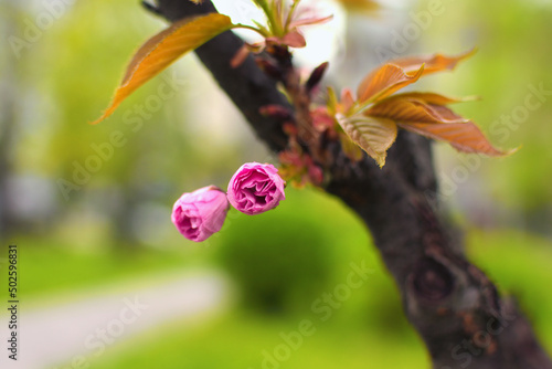 Wallpaper Mural Two small soft pink blossoms of sakura on the branch with green leaves. Blurred background. Concept of nature. Kyoto Park in Kyiv, Ukraine Torontodigital.ca