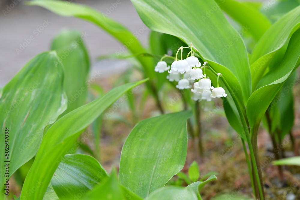 은방울꽃 lily-of-the-valley 은방울꽃 lily-of-the-valley
