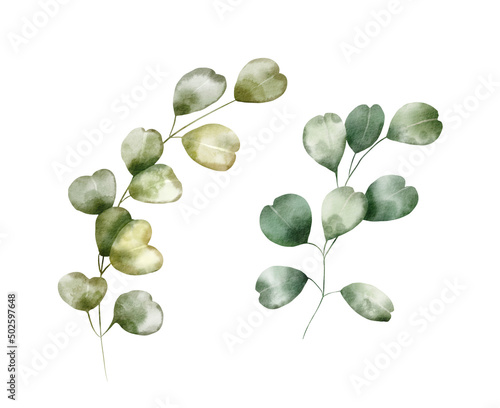 Watercolor floral illustration set – Eucalyptus: green leaf branches collection, for wedding design, invitation, greetings, wallpapers, fashion, background. 