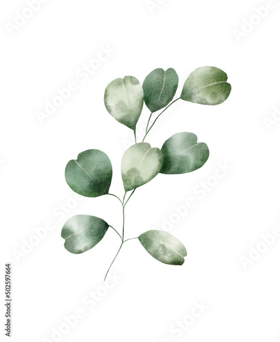 Watercolor floral illustration – Eucalyptus: green leaf branch, for wedding design, invitation, greetings, wallpapers, fashion, background.  © Александра Низенко