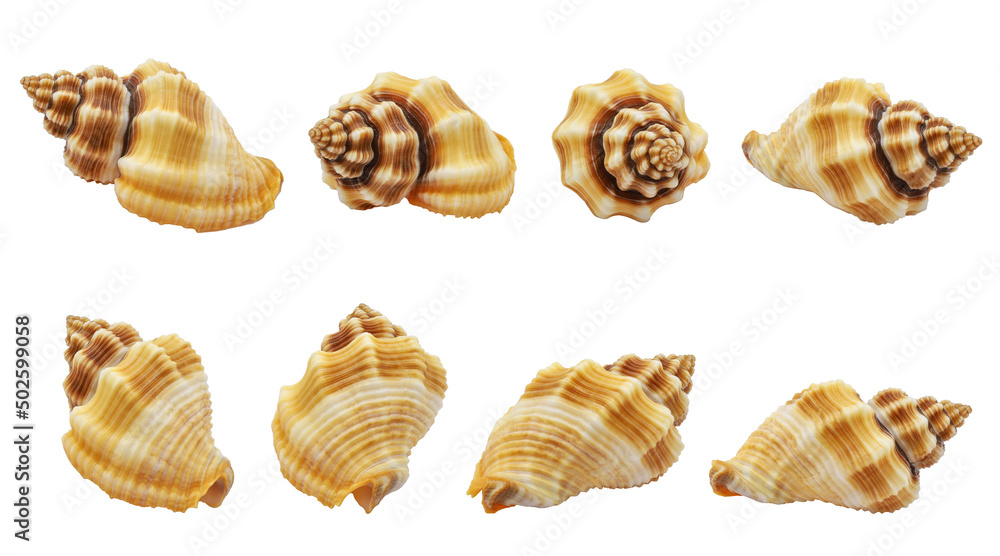 	
Collection of one seashell from different perspectives. isolated white background
