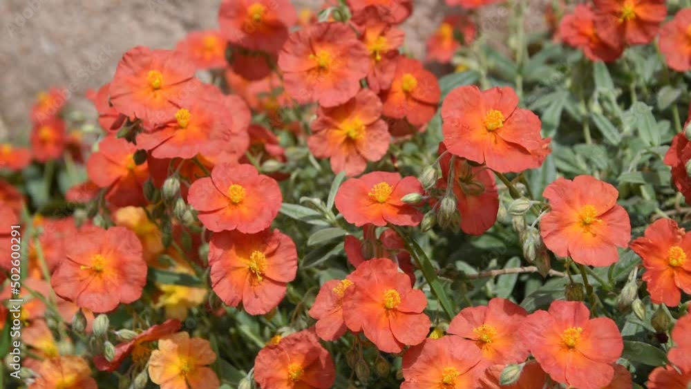 Red flowers of the rock rose (Helianthemum) swinging in the wind Red flowers of the rock rose (Helianthemum) swinging in the wind