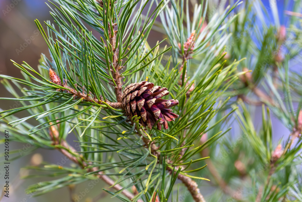 pine tree branch with cones pine tree branch with cones