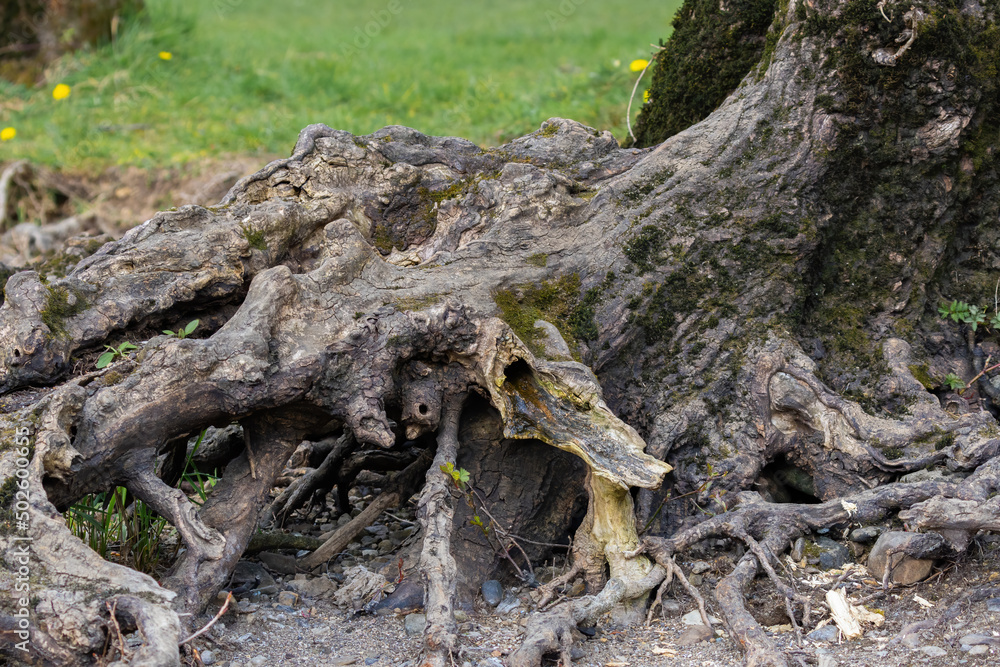 tree trunk with moss tree trunk with moss