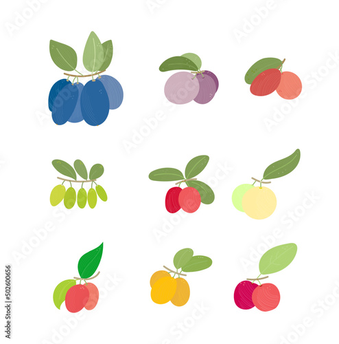 Fototapeta Naklejka Na Ścianę i Meble -  fruit isolated vector illustration set