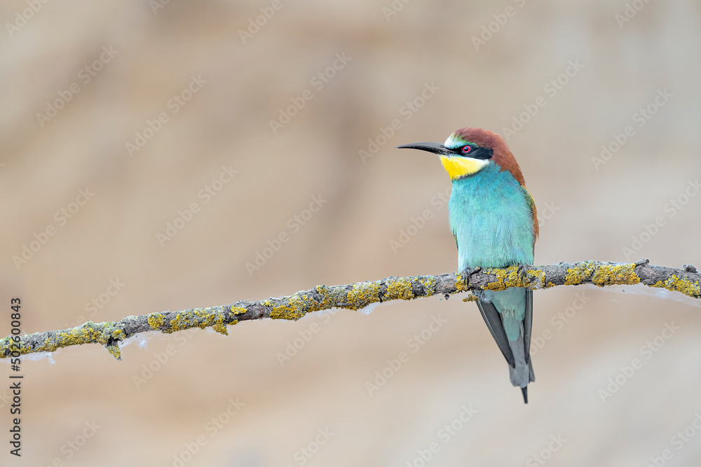 The wonderful and colorful European bee eater (Merops apiaster) The wonderful and colorful European bee eater (Merops apiaster)