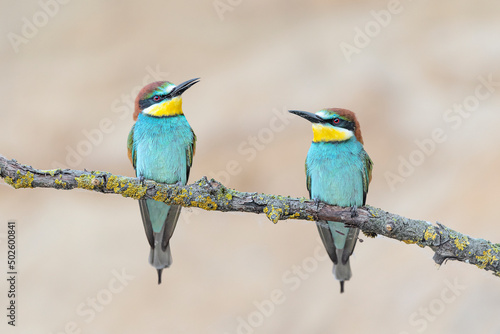 Male (at left) and female (at right) of European bee eater (Merops apiaster)