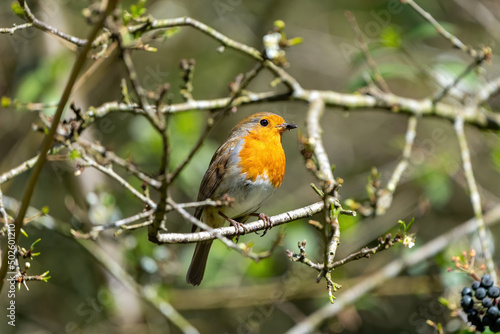 robin on a branch © Rolandas