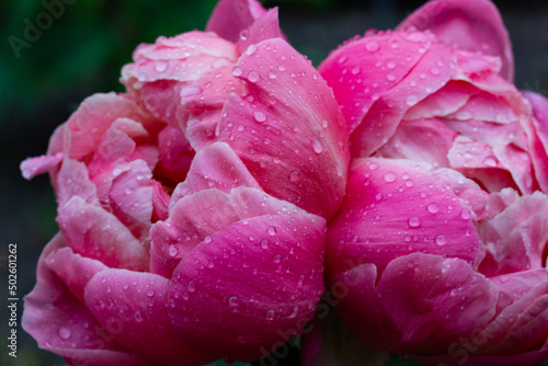 Beautiful pink peony buds with drops of dew or rain in a spring garden. Blooming summer flowers with raindrops outdoors. Fragrant flower with delicate petals used in cosmetology. Floral wallpaper.