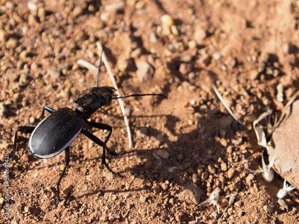 Ground beetle in Namibia