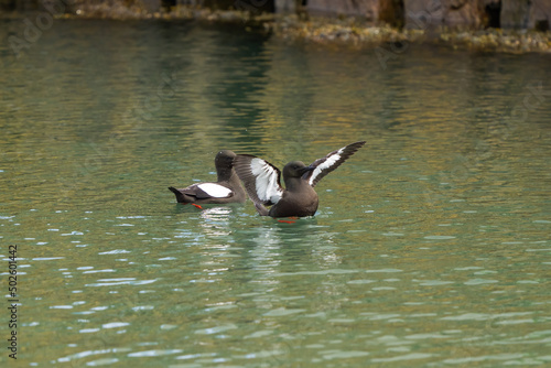 ducks on the lake © Rolandas