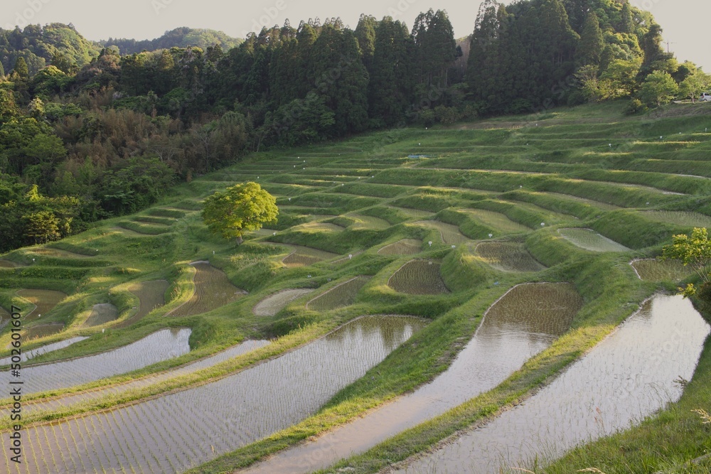 Beautiful Rice Terrace in Japanese Countryside Reflecting the Blue Sky on a Quiet Afternoon in Early Summer