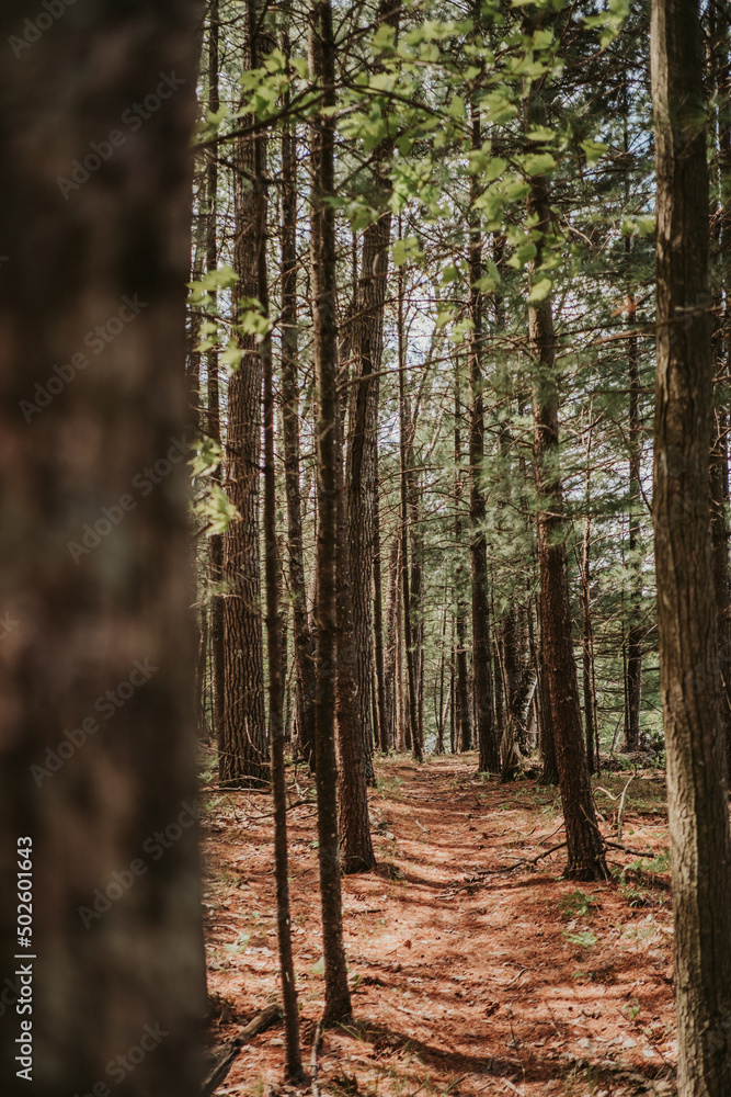 Obraz premium pine forest in the morning