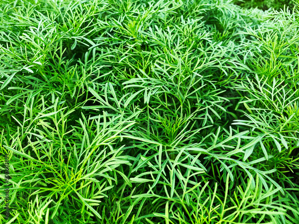 Green grass wall texture for backdrop design and eco wall and die-cut for artwork Green grass wall texture for backdrop design and eco wall and die-cut for artwork