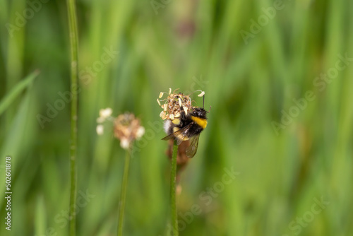 bee on a flower © Rolandas