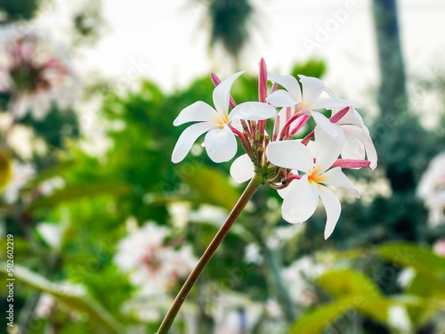 Pink and White Blooming Plumeria with blurry background