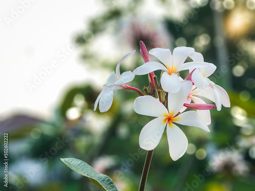 Pink and White Blooming Plumeria with blurry background