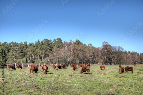 A herd of Wilseder red cattle, a cross between highland and shorthorn cattle, which are used for the care of the landscape in the nature reserve Lüneburg heath in a wetland.