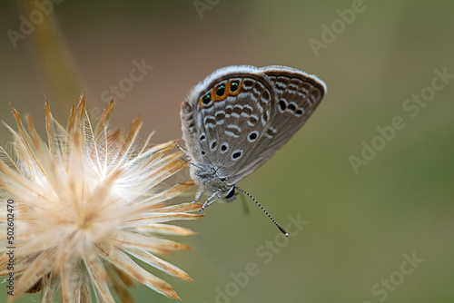 butterfly on a flower