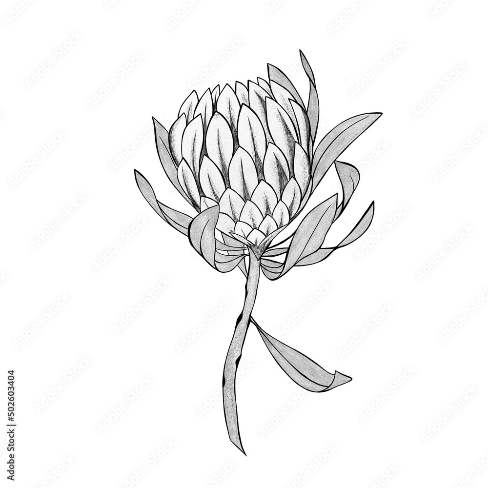 protea flower detailed sketch hand drawn. flower tattoo idea Stock ...