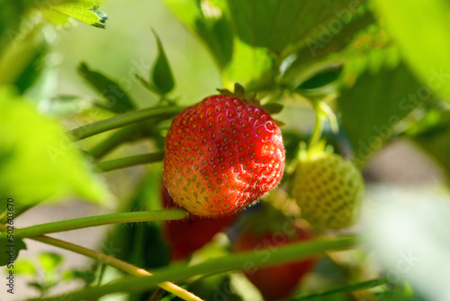 Ripe strawberries in the garden, close up. Harvesting concept