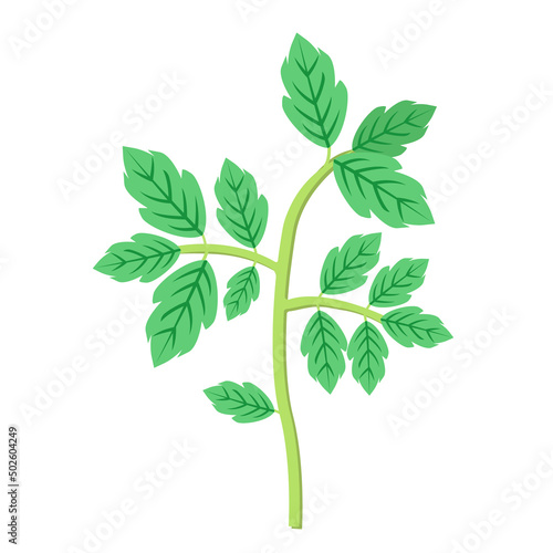 Tomato leaves seedlings sprout isolated on a white background.Vector illustration.