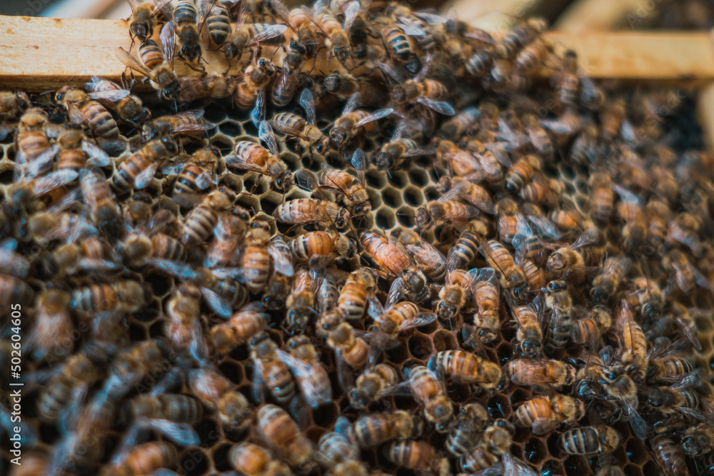Hone Bee hive Hone Bee hive