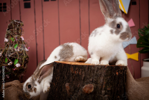 spotted rabbit sniffs white flowers