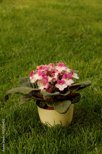 Fiołek Afrykański o białych i różowych płatkach. Roślina doniczkowa dostępna w kwiaciarniach europejskich.