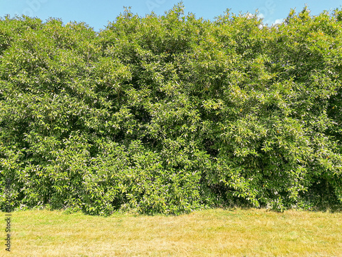 Quercus imbricaria 