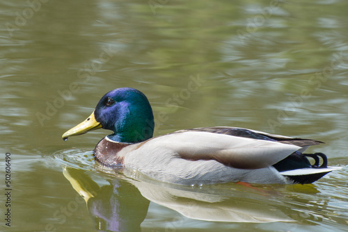 Duck drake floats on the pond.