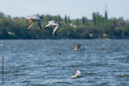 Seagulls fly over the water.