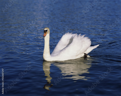 Swan swimming in a lake