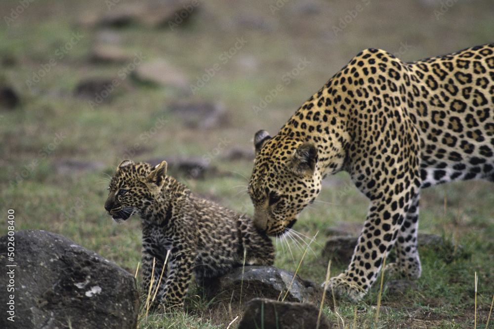 Adult leopards nudging leopard cub, Masai Mara Game Reserve, Kenya Adult leopards nudging leopard cub, Masai Mara Game Reserve, Kenya