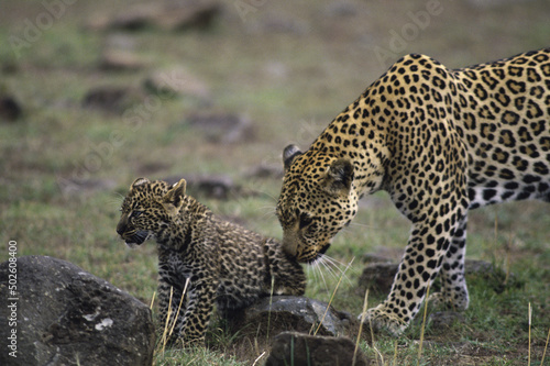 Adult leopards nudging leopard cub, Masai Mara Game Reserve, Kenya photo