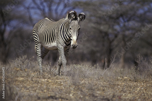 Zebra walking in the forest
