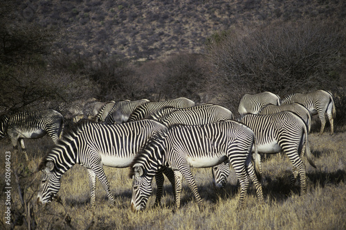 Herd of zebras photo