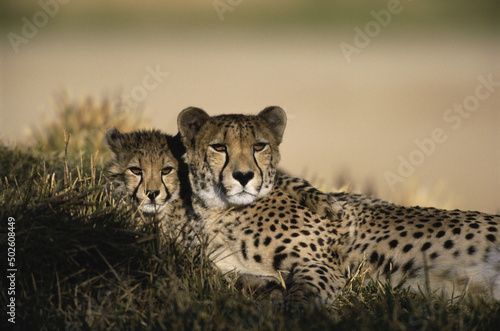 Two cheetahs lying together