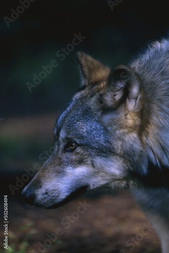 Gray Wolf photo