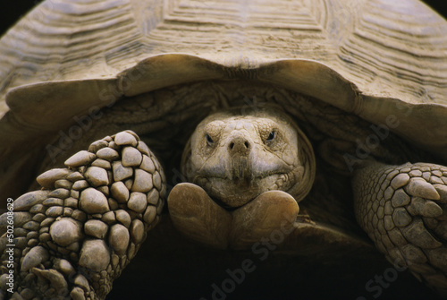 Obraz na plátně Close-up of an African Spurred Tortoise