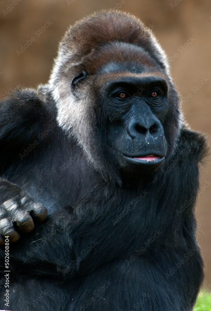 Portrait of Western lowland gorilla (Gorilla gorilla gorilla) Portrait of Western lowland gorilla (Gorilla gorilla gorilla)